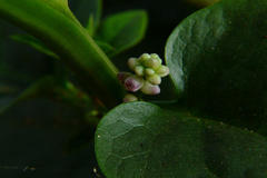 Basella alba